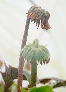 非洲菊灰霉病的病害症状,发病特点及综合防治措施