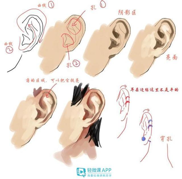 如何画耳朵结构?人体耳朵的画法参考