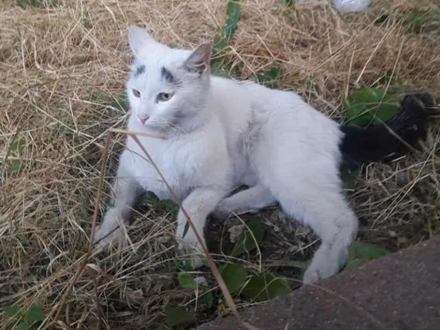 怎么看小猫有没有把你当妈妈 7272e8a27a644630ad488a3f2c2f903a.jpeg