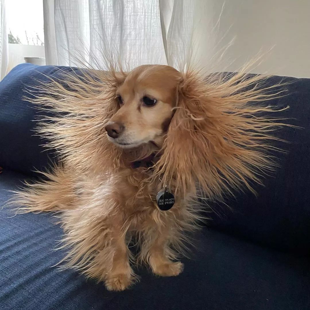 一觉醒来,狗子炸毛了