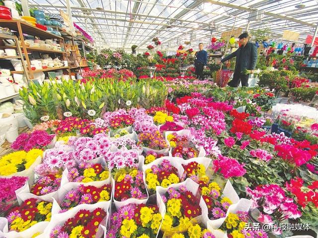 春节的临近,太原市花卉市场进入购销旺季,各个花市从当地和南方花卉