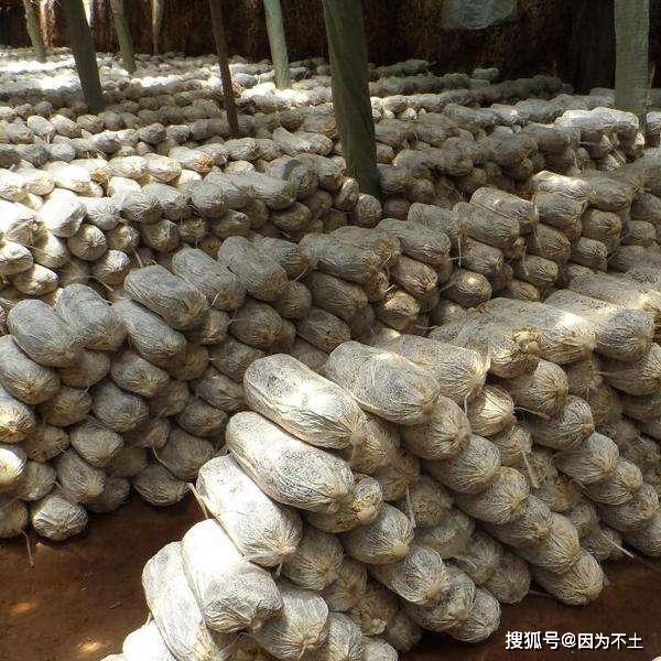 丨玉米芯碾碎和木屑混合,可以作为装填菌包的原料,一方面儿玉米芯价格