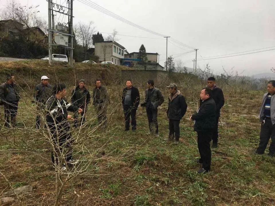 后进村的翻身仗养龙司镇茅坡村党建引领发展侧记