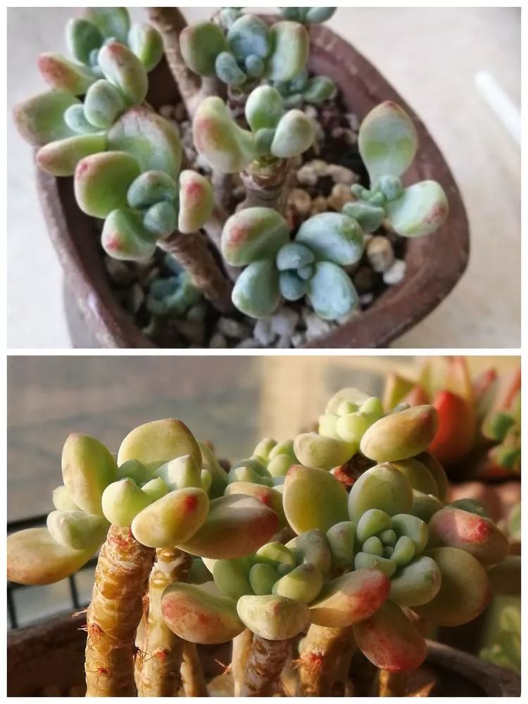 多肉怎么长出杆子 87a2f6997a644d059243e5da54e1a846.jpeg