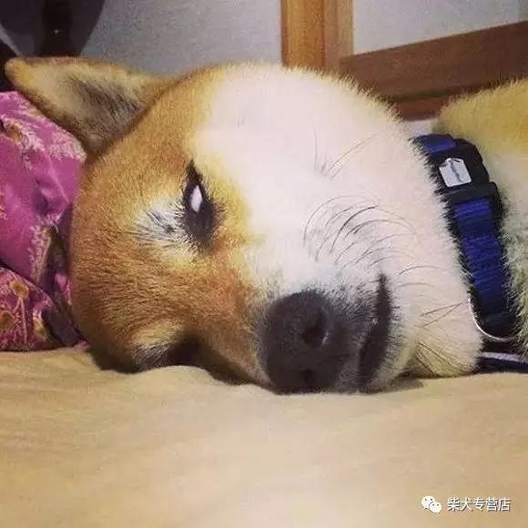 如何判断柴犬是否真的生气,怎样让柴犬冷静下来?