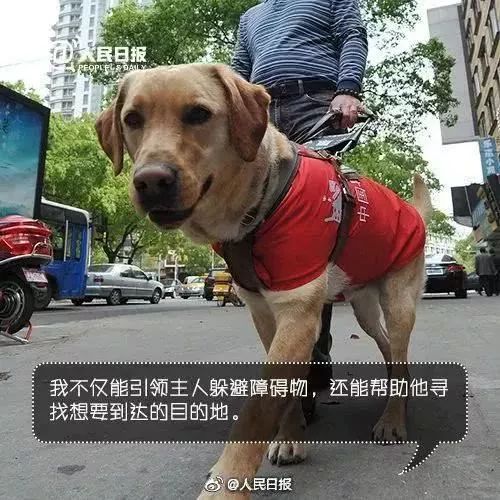 人不如狗?上海地铁一男子骚扰工作中的导盲犬,女孩制止被骂了