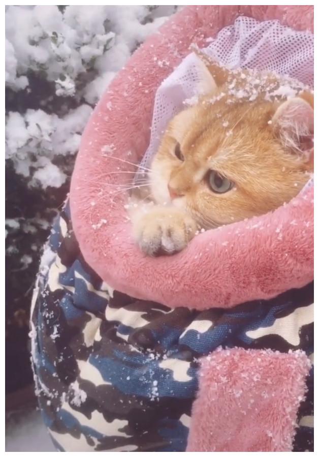 猫咪第一次看雪,它冻得直打哆嗦,猫:真的好冷啊