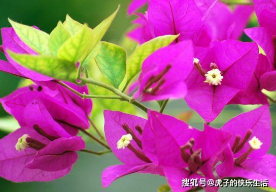 精品三角梅大全 a00391ec018c4370950a1f2217ef23bf.jpeg