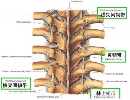 腰椎解剖图基础