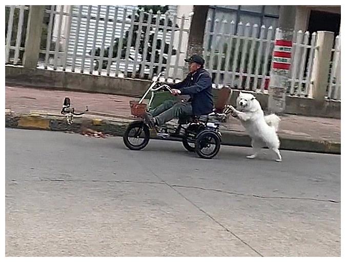 大爷骑车上路,结果电力不够,狗狗跳下车从后面帮忙推真贴心