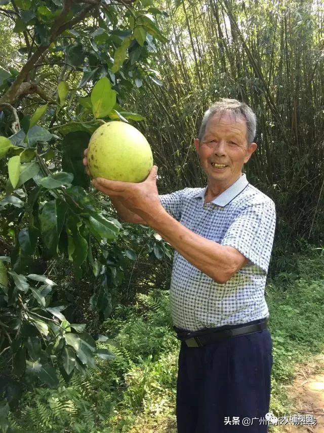 梅州90岁老人当了61年村官 如今每天下田干活带领村民致富