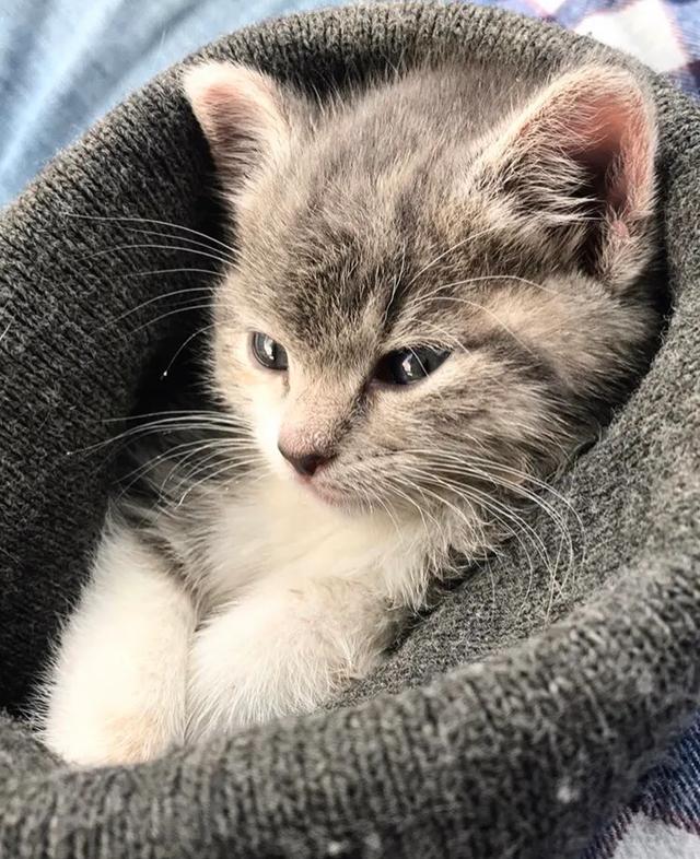 怎么看小猫有没有绒毛 ac5e851589574c73b4782ecd7341dc27.jpeg