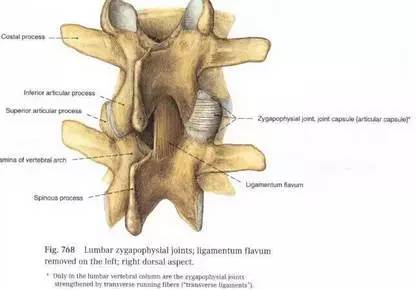 腰椎解剖图基础