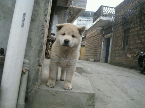 中华田园犬:为什么没有人爱我?是因为我很土吗?_狗狗
