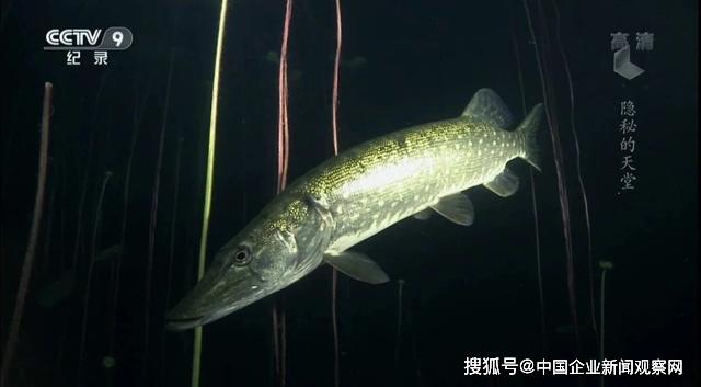 鱼在什么情况下会沉底 d3ce7756946a4a4e8d27cd443dc23eb2.jpeg