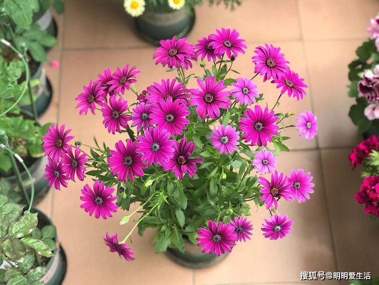 d6076dd89d404efb925d1319775a54aa.jpeg
