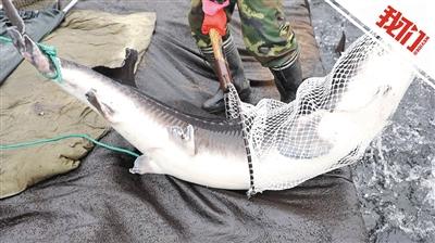鸭绿江捞出2.1米鲟鱼价值20多万元