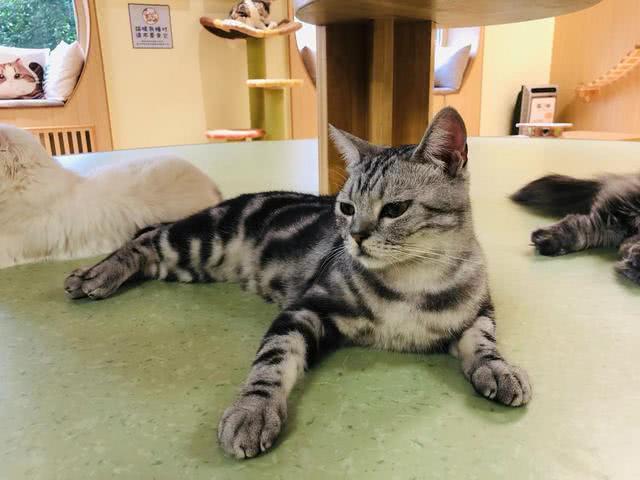 猫的特点和爱好是什么 01b033c87bc44192b4e4aacd1ba9f2f5.jpeg