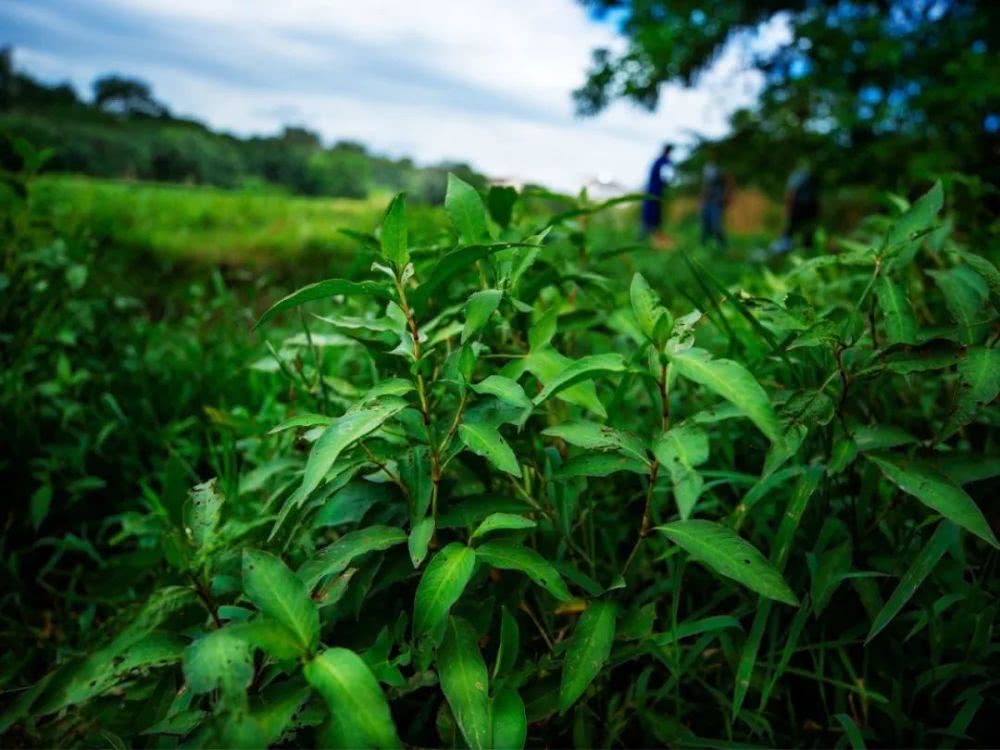 辣蓼草能醉鱼吗 02884f51cb8d490aaf4c85b7439a9c25.jpeg