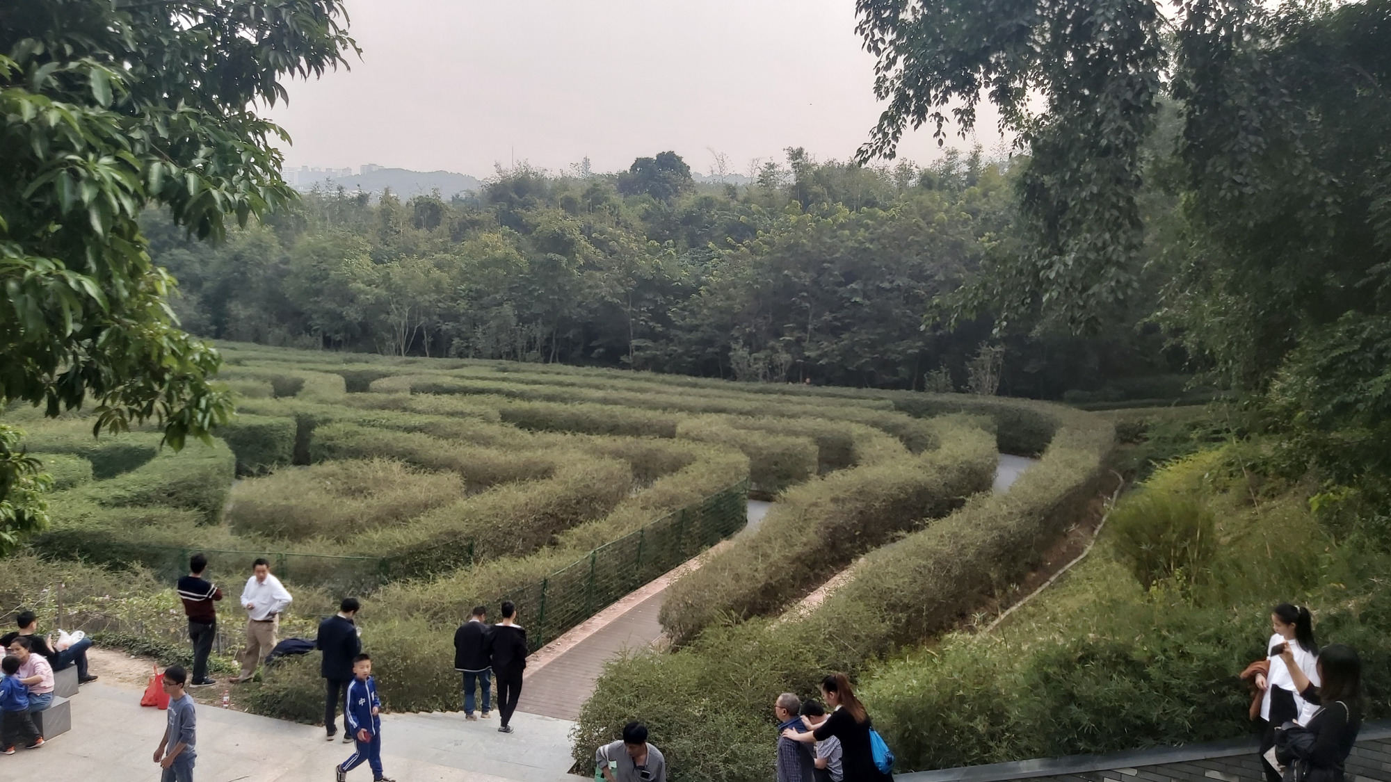 东莞大屏嶂的植物迷宫,游客:进去了要半天才出得来,迷宫的魅力