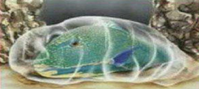 1c38b91ca4c54ebb8376268a42dcbf2a.png
