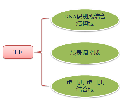 图1 转录因子主要结构真核生物的rna聚合酶不能直接识别启动子,需要