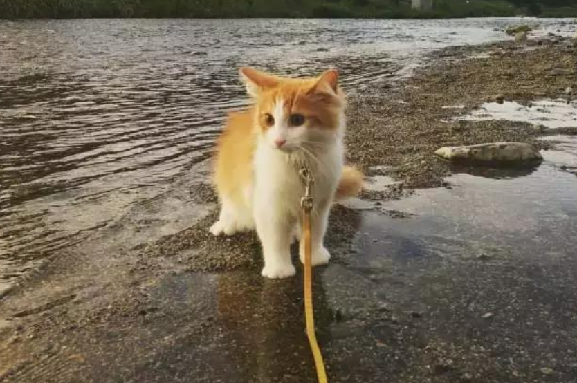 如何用绳子捆猫 2015c711aa474420bb2788f07cfbfb41.png