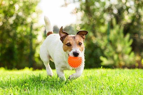 原创想跟狗狗玩球?这也是需要技术的,如何才能让狗狗玩得开心和安全