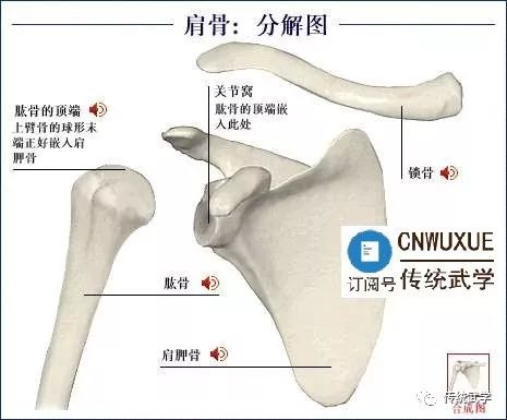 人体骨骼结构图谱（带解析）