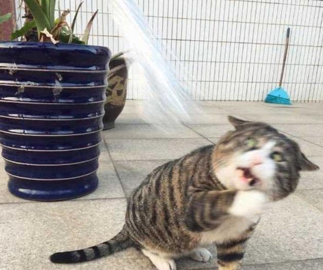 2ee8b77ff1e94056a0bcad4630825e8c.jpeg