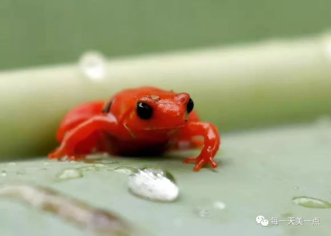 知道吗 | 青蛙不都是绿色