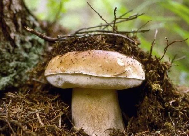 世界上最贵的蘑菇被发现,竟长这样?反正我是吃不