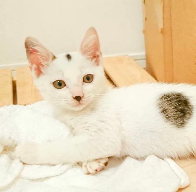 一只猫和一个女孩的头像 47d0b50dd7934ed2b2490190f839cefb.jpeg