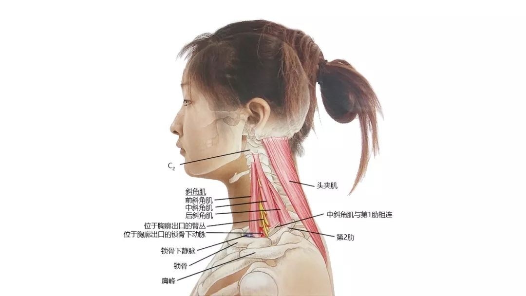 头项后侧浅层肌肉颈部深层肌肉口内解剖颈前部表面解剖颈侧后部表面