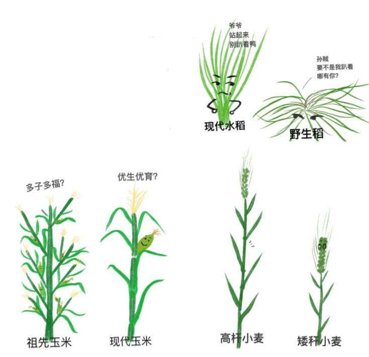 成语满什么蒿莱_米米蒿是什么草图片(2)