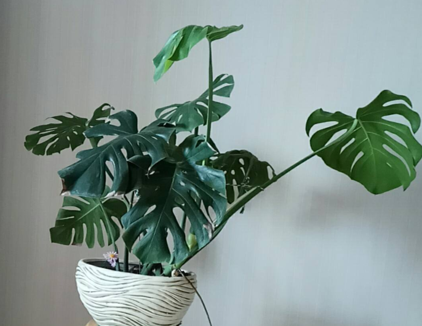 龟背竹怎么开背最快 5f406084975d4b378b10a477070fbac8.png