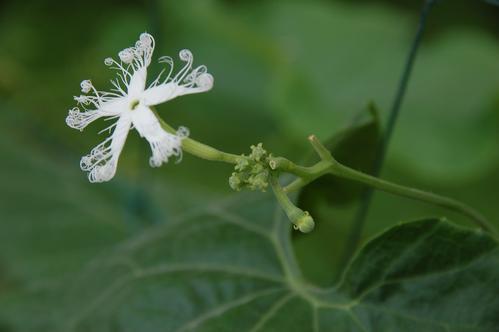 无花果会开花?你不知道的"植物冷知识"都在这儿