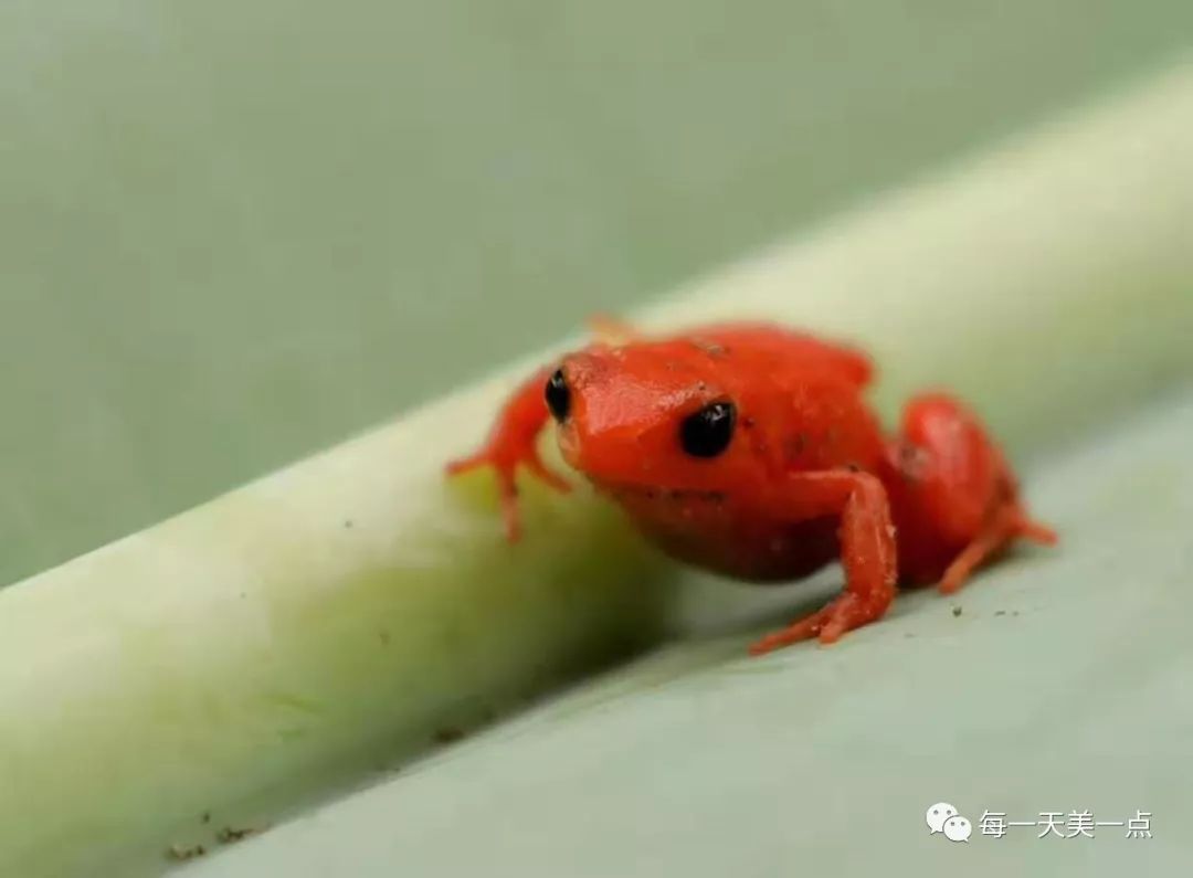 红曼蛙,又称红壁蛙,生活在马达加斯加陆地环境的小型蛙类.