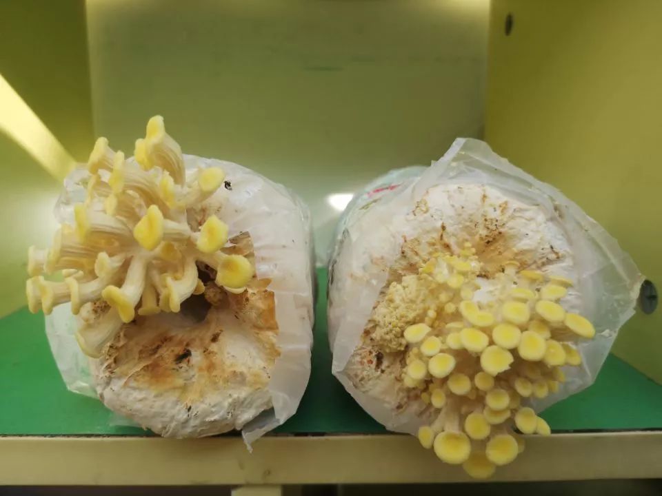 【温心课程】我们的蘑菇长大啦!