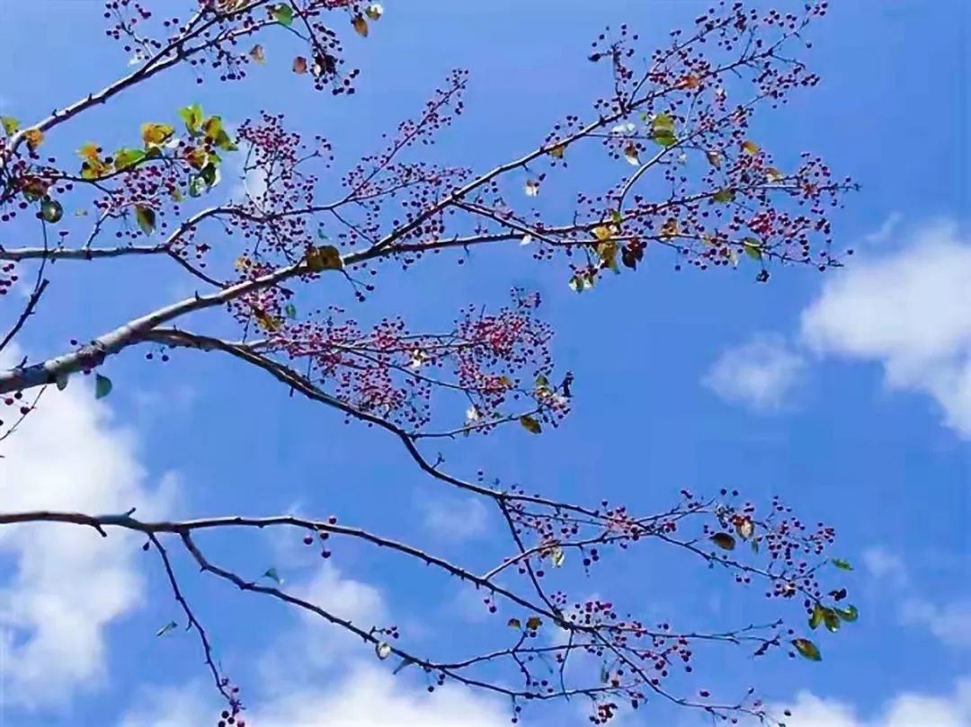 网名:俐鸿薇儿,爱好广泛(摄影及歌舞音乐,尤其喜欢旅游),相机摄影初级