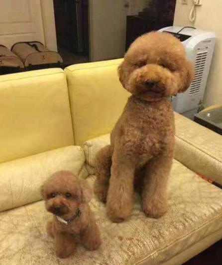原创养巨贵的那么少因为这狗狗并不好养和泰迪比差太多