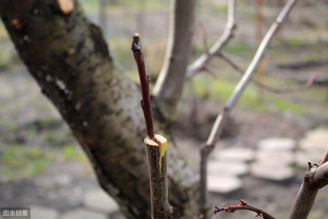 树是怎么结枝的 913424ed2ee34440a19577be67d124fe.jpeg