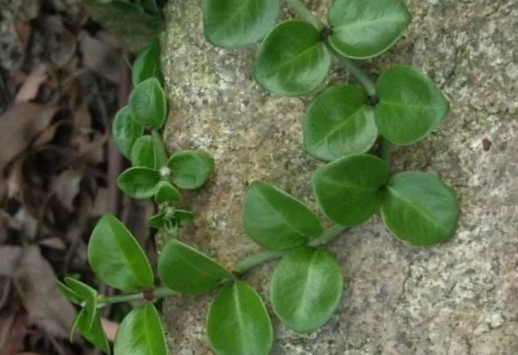 原创农村一种常见植物,是珍贵的中草药,人称"上树龙",价值珍贵