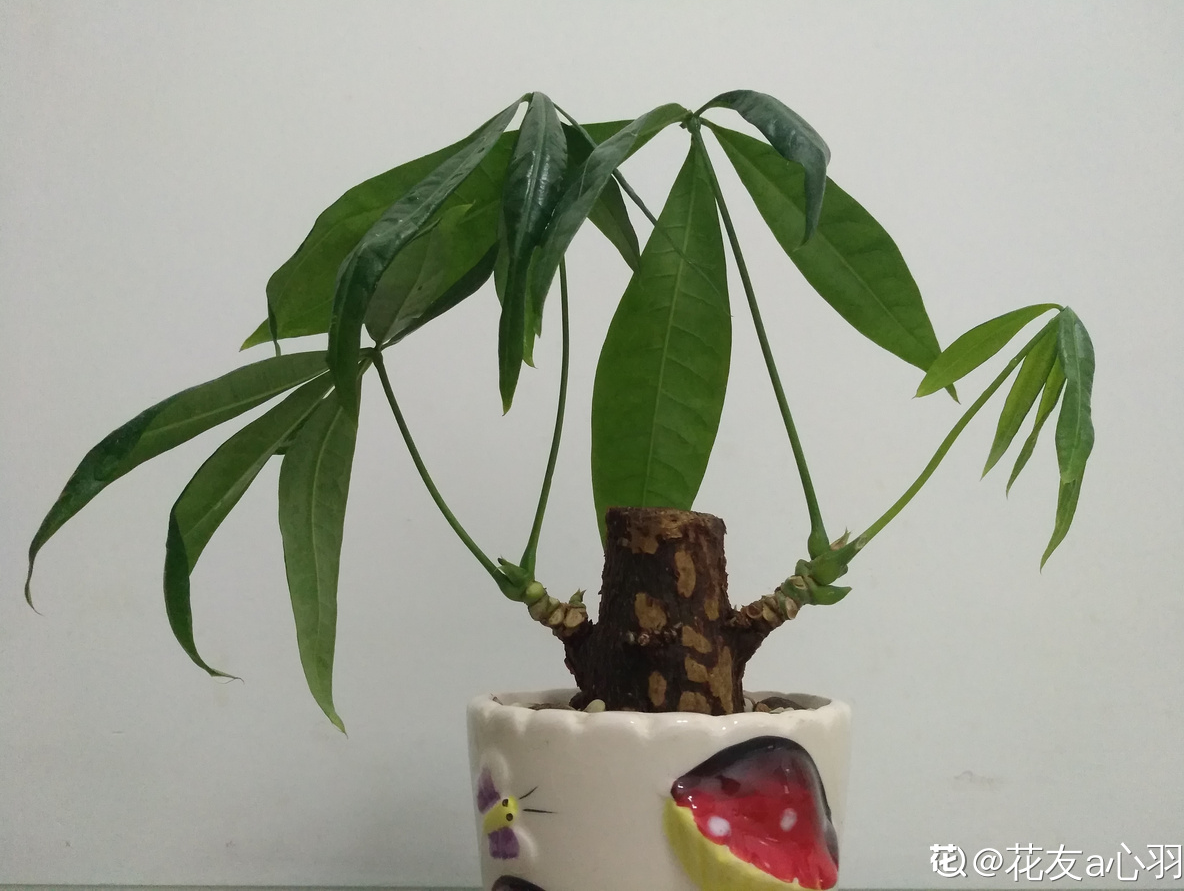 大棵的发财树图片 9ae8f95d5af7410998375ed9726341c0.png
