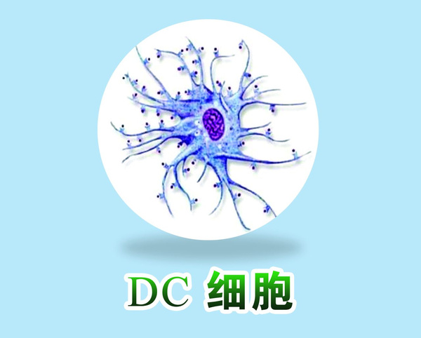 wt1树突细胞疫苗对于癌症预防效果显著