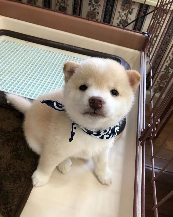 当小奶柴这样看着你时,你能忍住不亲它们吗?