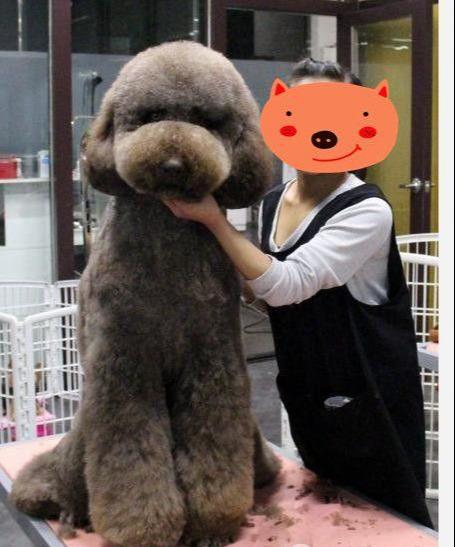 原创养巨贵的那么少因为这狗狗并不好养和泰迪比差太多