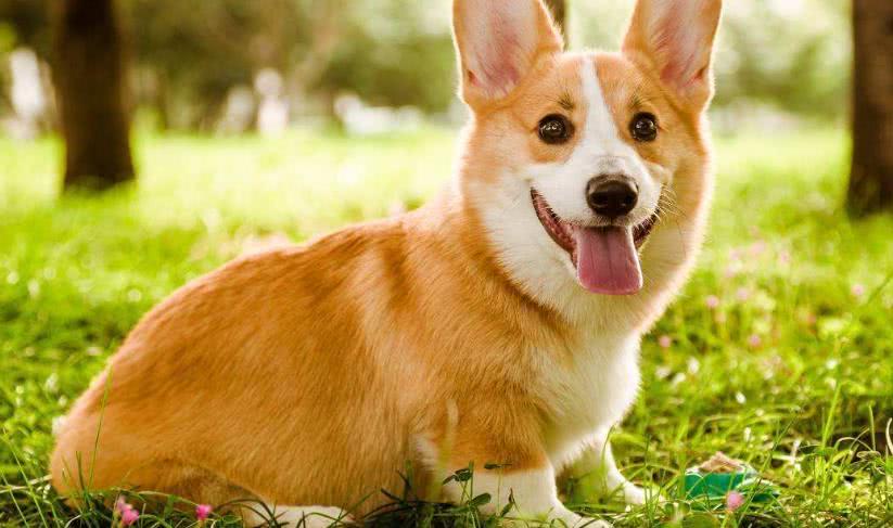 柯基排名_小型宠物犬排名柯基(2)