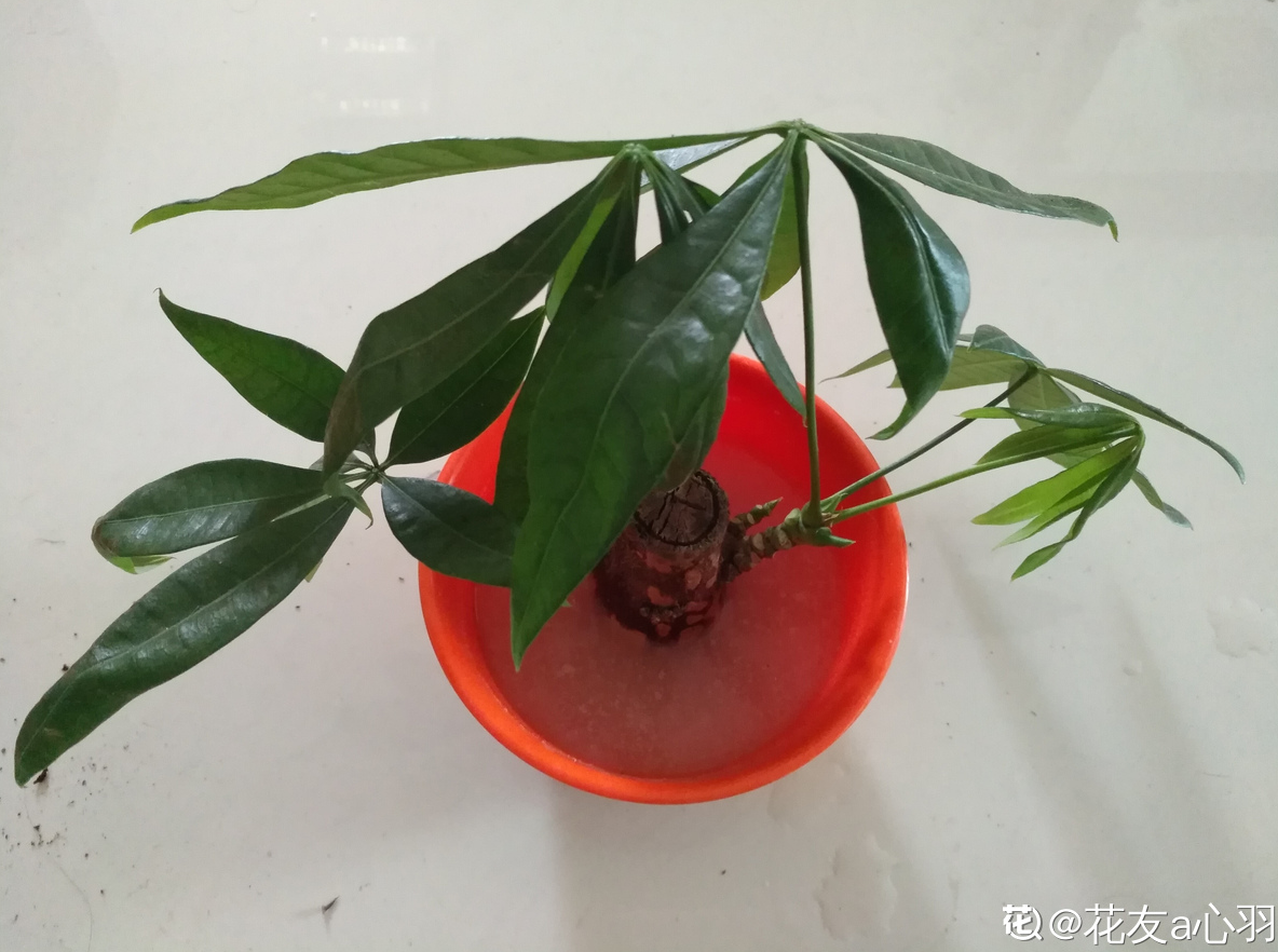 发财树一盆可以种2棵吗 cbe2946eeeae4ad397d80069477ba95b.png