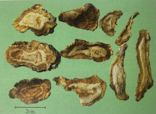 2,  独活:为伞形科植物重齿毛当归的干燥根  鉴别要点: ①外表皮灰